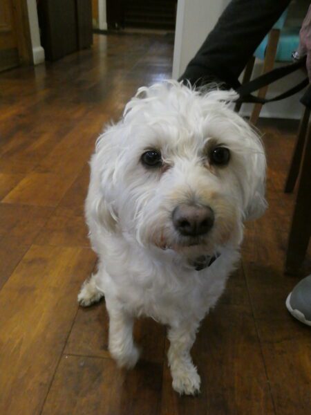 A small, white dog looks at the camera.